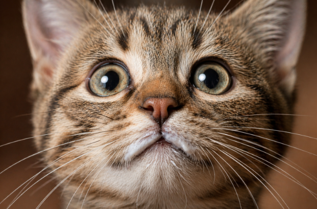 cat-staring-at-milk