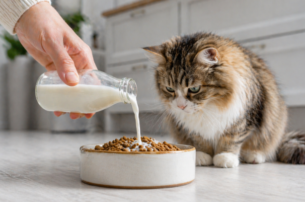 goat-milk-as-food-topper